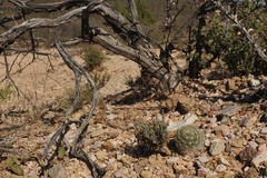 Coryphantha gracilis