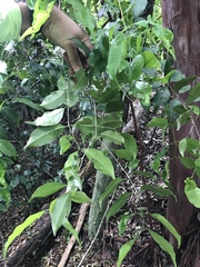 Eugenia candolleana