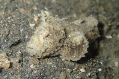 Paraploactis