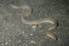 Gymnothorax albimarginatus
