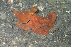 Callistoctopus luteus