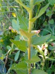 Chromolaena hirsuta