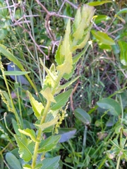 Chromolaena hirsuta