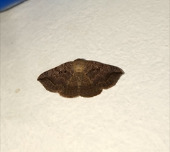 Blasticorhinus