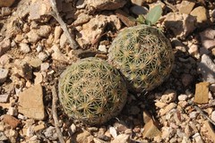 Coryphantha gracilis
