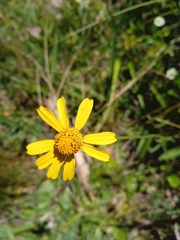 Acmella decumbens