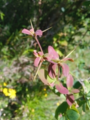 Berberis laurina