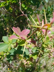 Berberis laurina