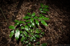 Casearia multinervosa