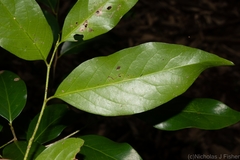 Casearia multinervosa