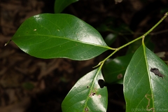 Casearia multinervosa