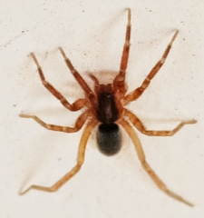 Scotina