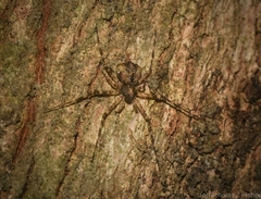 Tamopsis brachycauda