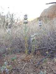 Monarda pectinata