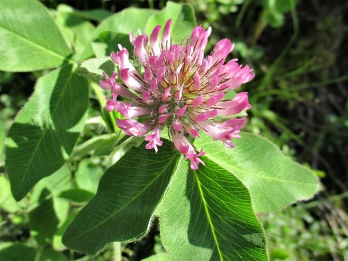 Šilinis dobilas nuotrauka