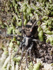 Poecilochroa