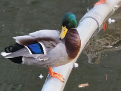 Anas platyrhynchos
