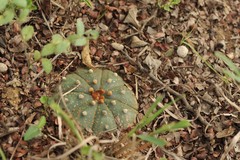 Astrophytum asterias