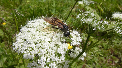 Tenthredo segmentaria