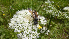 Tenthredo segmentaria