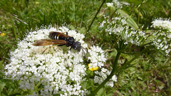 Tenthredo segmentaria