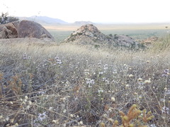 Monarda pectinata