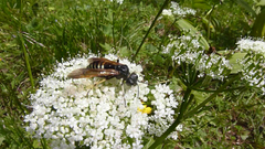 Tenthredo segmentaria