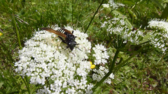 Tenthredo segmentaria