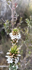 Epacris obtusifolia