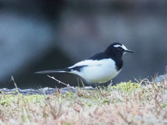 Motacilla grandis