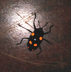 Scaphidomorphus tripunctatus