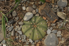 Astrophytum asterias