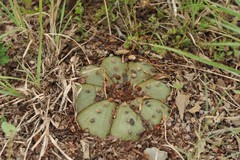 Astrophytum asterias