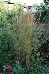 Calamagrostis × acutiflora