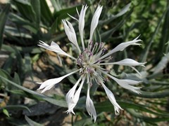 Centaurea napulifera velenovskyi