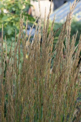Calamagrostis × acutiflora