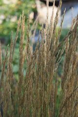 Calamagrostis × acutiflora