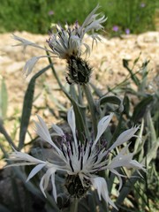 Centaurea napulifera velenovskyi