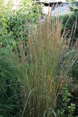 Calamagrostis × acutiflora