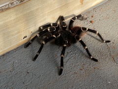Acanthoscurria geniculata