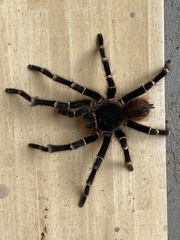 Acanthoscurria geniculata