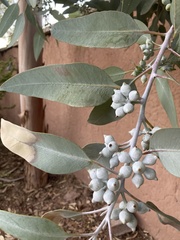 Eucalyptus woodwardii