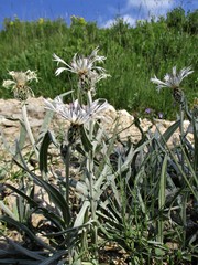Centaurea napulifera velenovskyi