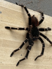 Acanthoscurria geniculata