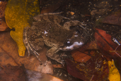 Limnonectes conspicillatus