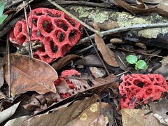 Clathrus