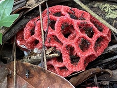 Clathrus
