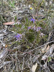 Calectasia intermedia