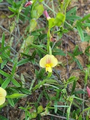 Zornia capensis capensis