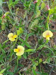 Zornia capensis capensis